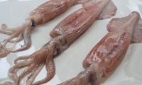 CALAMARES (2)