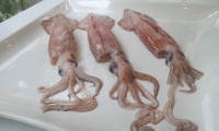 CALAMARES (3)