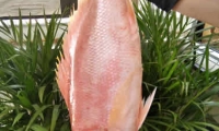 PARGO 5