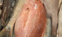 PARGO