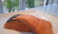 SALMON (1)