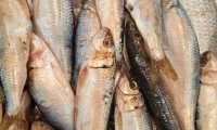 SARDINAS