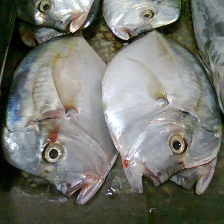 lampaaroza_800_3