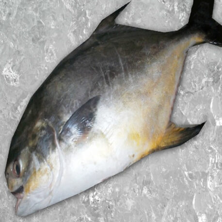 pampano_800_4