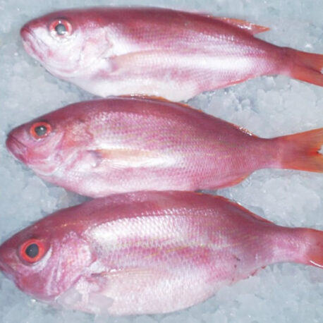 pargo cunaro_800_2