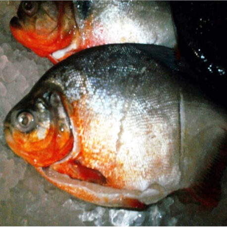 pirana_800_1