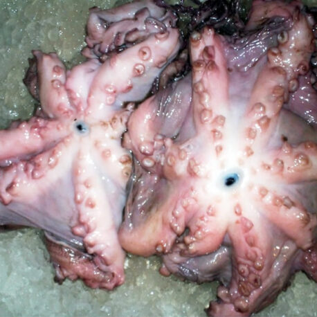 pulpo800_2