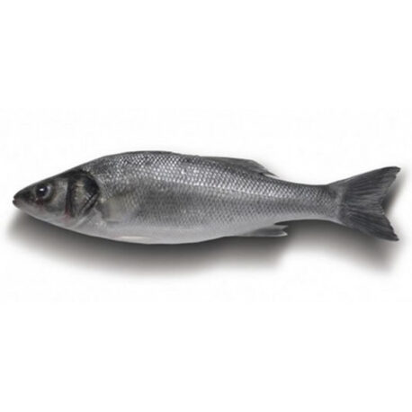robalo_800_1