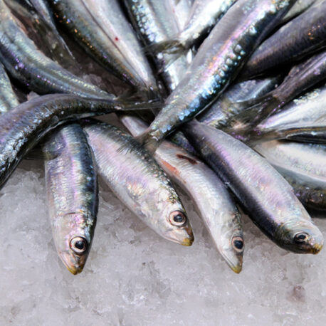sardina_800_1