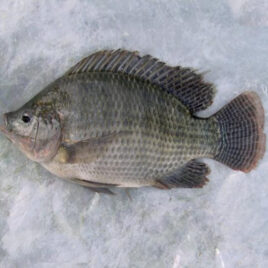 MOJARRA